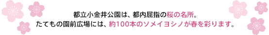 都立小金井公園は、都内屈指の桜の名所。たてもの園前広場には、約100本のソメイヨシノが春を彩ります。