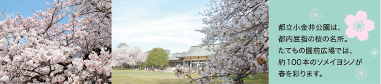 都立小金井公園は、都内屈指の桜の名所。たてもの園前広場には、約100本のソメイヨシノが春を彩ります。