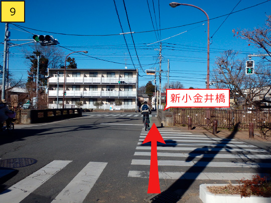 ⑨横断歩道を渡り、新小金井橋も渡ります。