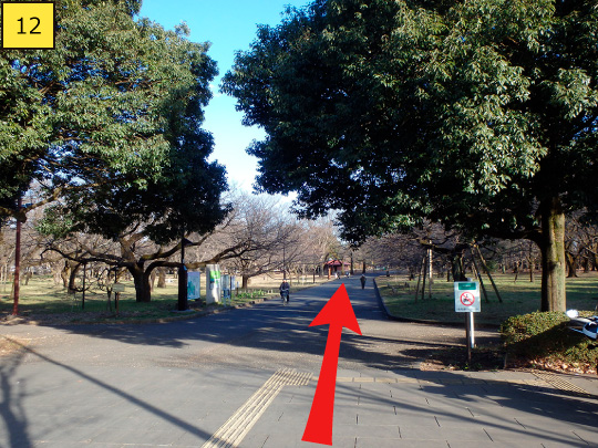 ⑫小金井公園に入り、まっすぐ進みます。