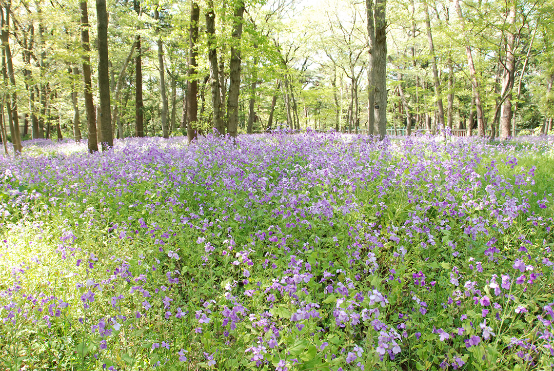 Carpet of dame’s violet（Orychophragmus violaceus）