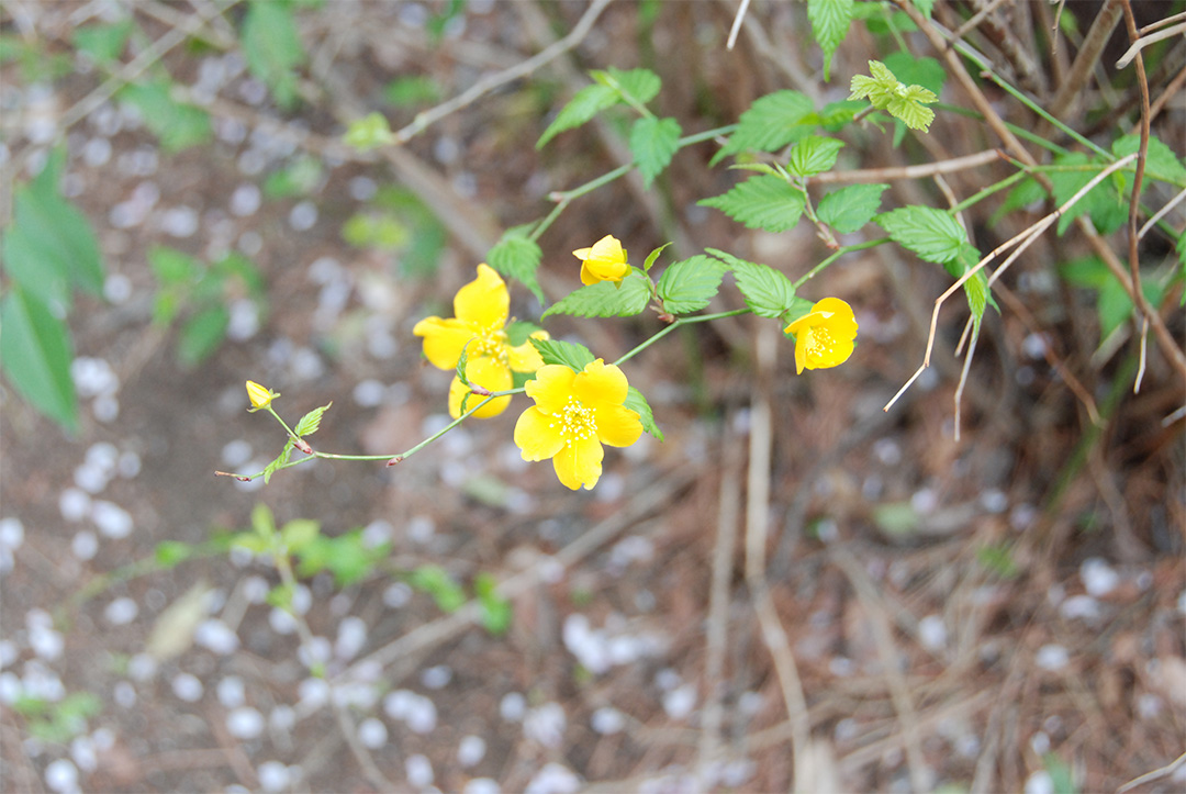 Kerria japonica