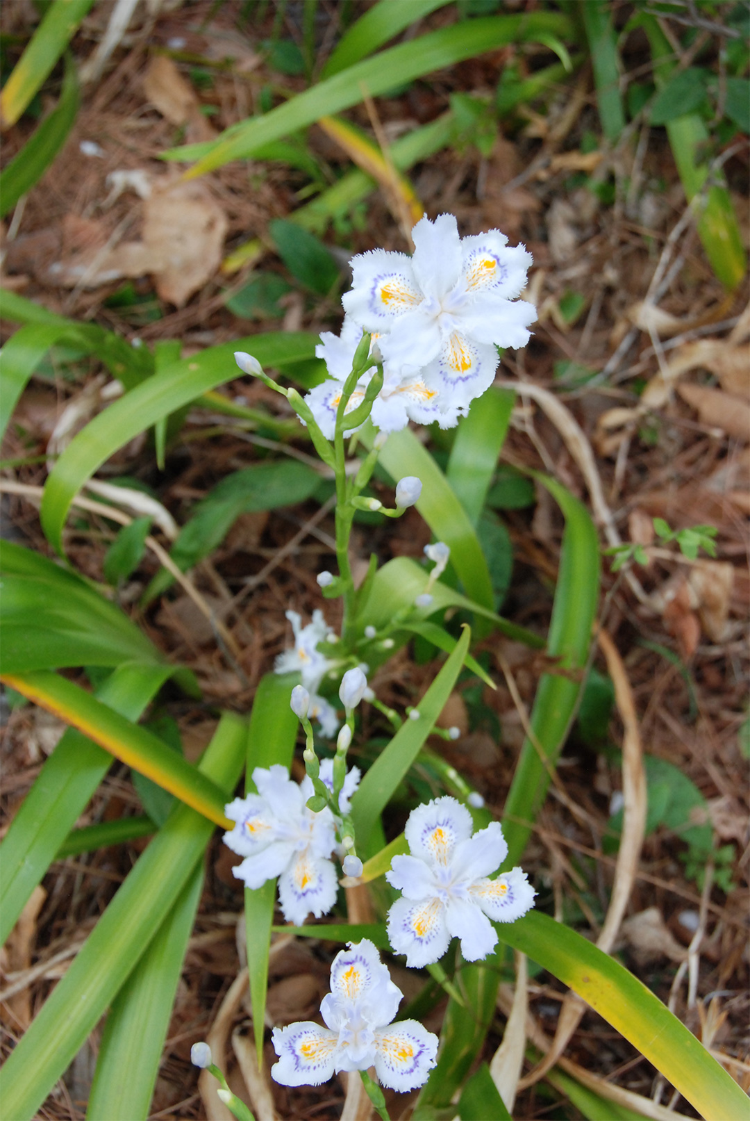 蝴蝶花