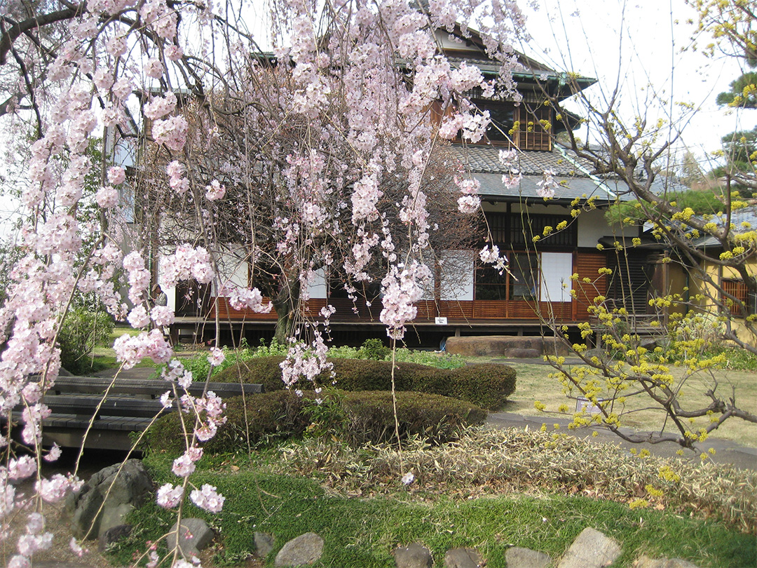 Weeping cherry