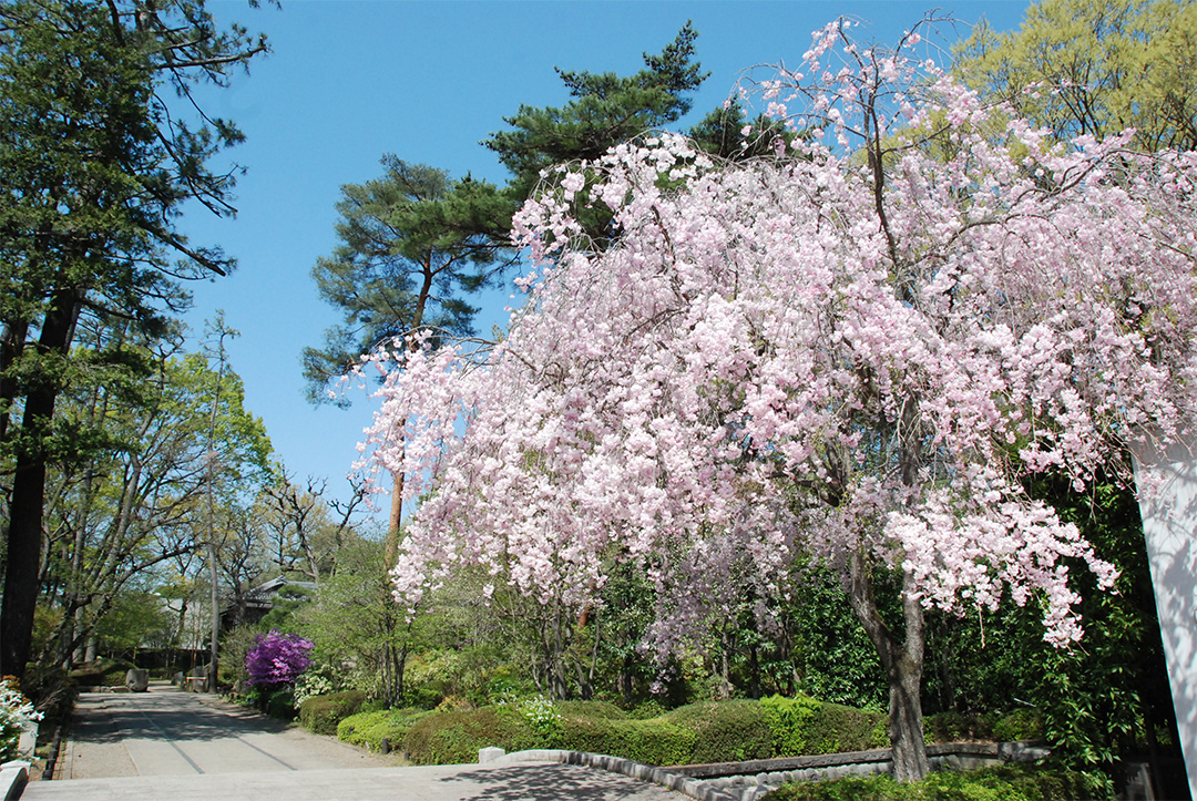 Weeping cherry in fresh green