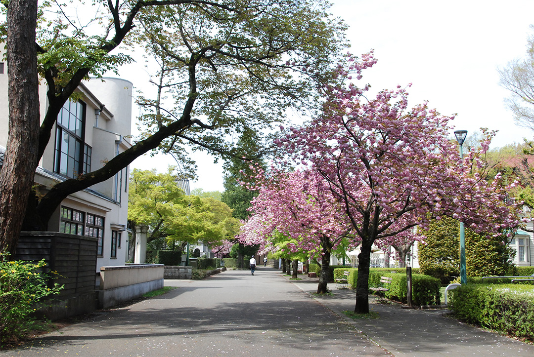 山の手通り 裏櫻