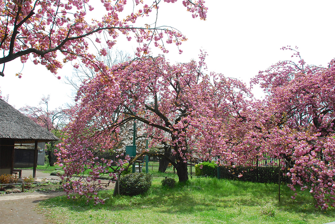 環繞著民居的粉色 裏櫻
