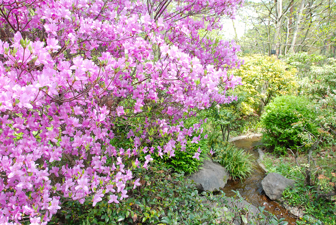 Flow of Hake and Rhododendron dilatatum