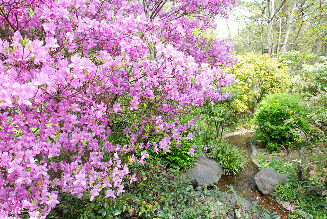 葉兒芹杜鵑