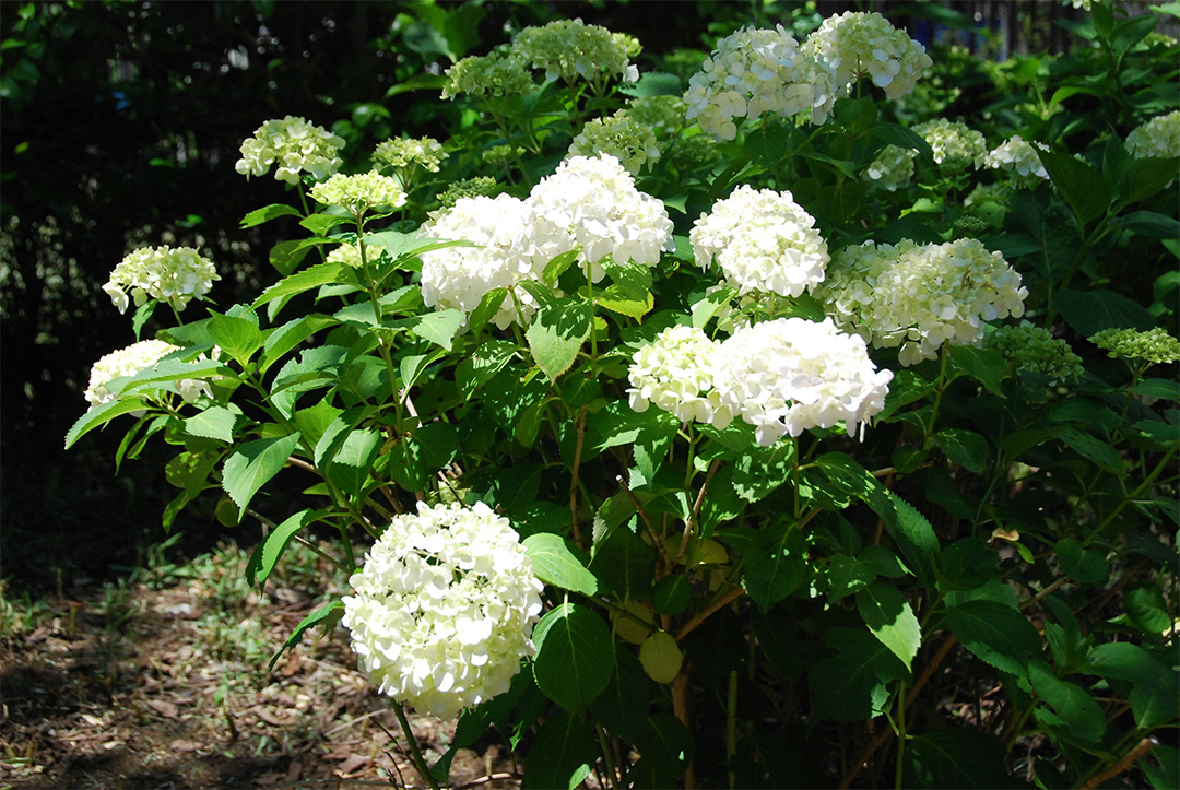 Hydrangea