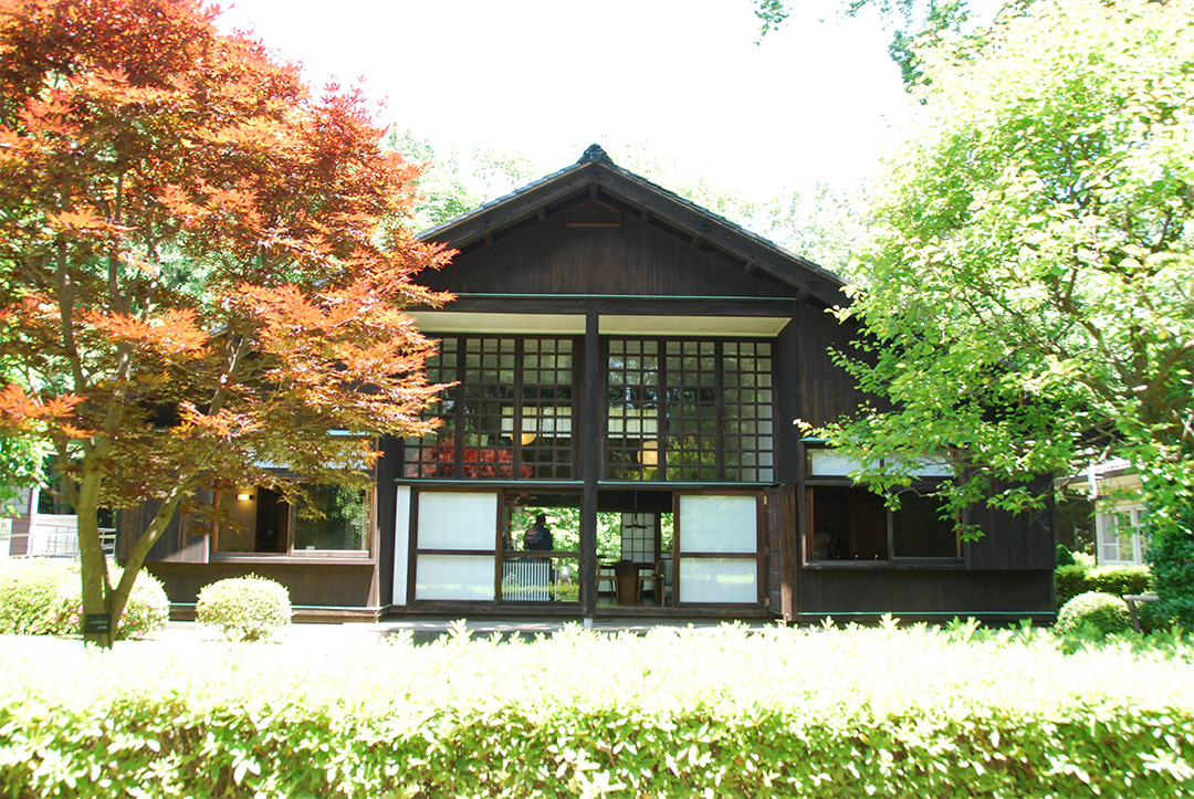 Japanese maple