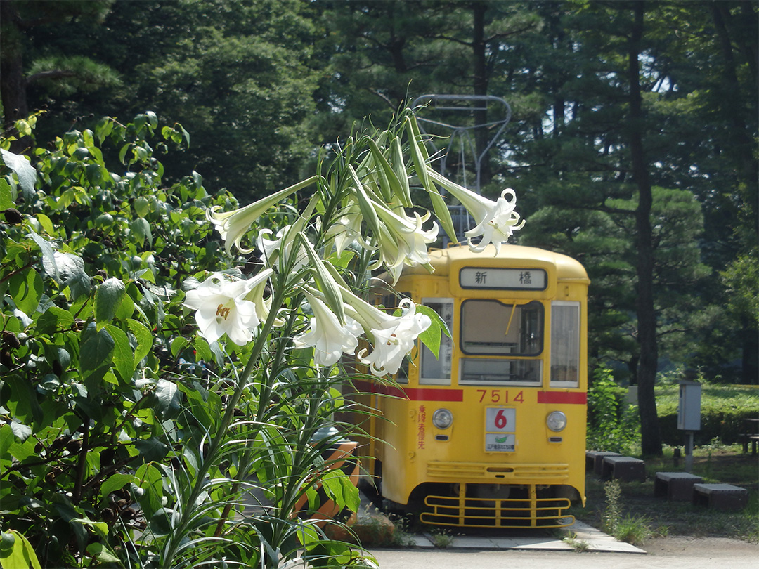 Lilium longiflorum