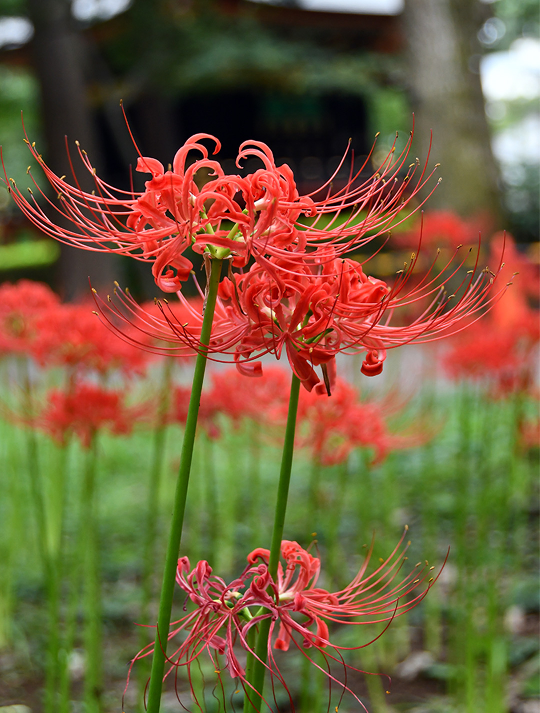 Cluster amaryllis