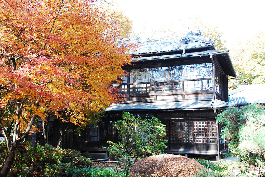 Japanese maple