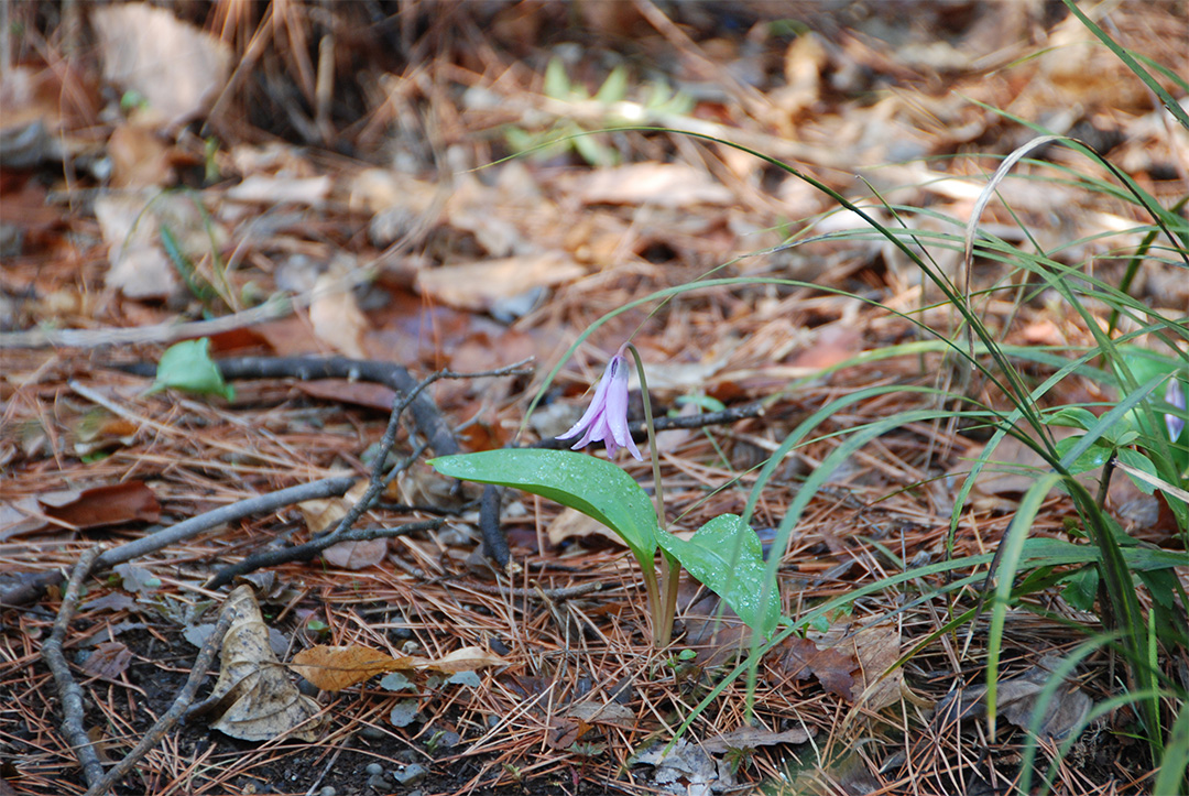 Erythronium japonica Decne in full bloom